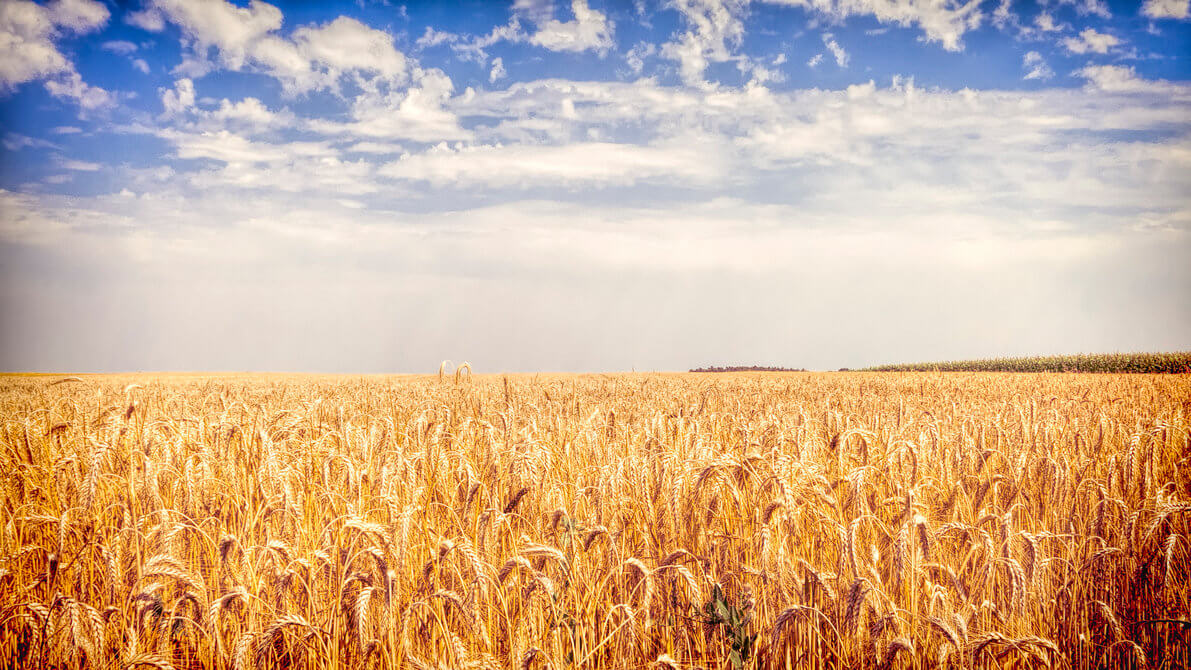 How do you harvest money from your software crop?